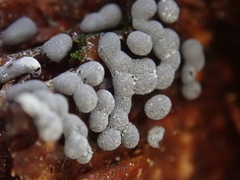 Didymium melanospermum