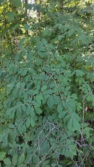 Lonicera xylosteum