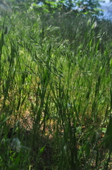 Festuca microstachys pauciflora