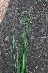 Festuca microstachys pauciflora