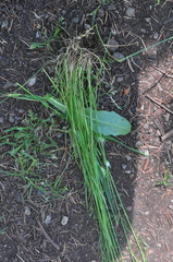 Festuca microstachys pauciflora