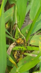 Pheidole metallescens