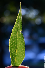 Carya illinoinensis