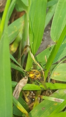 Pheidole metallescens
