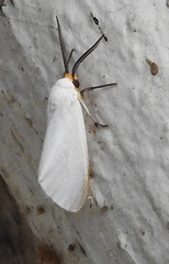 Pygarctia flavidorsalis