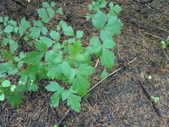 Rhus aromatica serotina