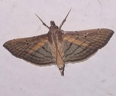 Spilomelini