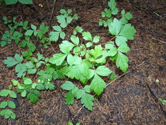 Rhus aromatica serotina