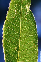 Carya illinoinensis