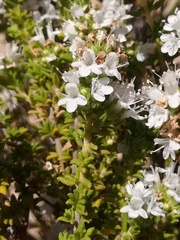 Thymus carnosus