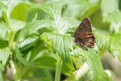 Callophrys mossii