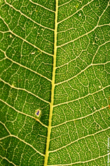 Carya illinoinensis