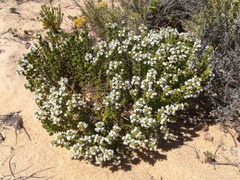 Thymus carnosus