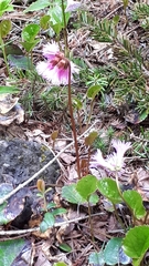 Schizocodon soldanelloides