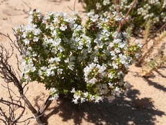 Thymus carnosus