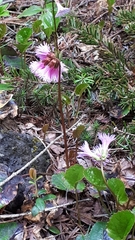 Schizocodon soldanelloides