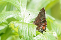 Callophrys mossii
