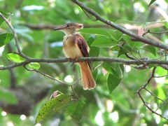 Onychorhynchus coronatus