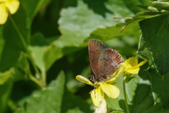 Callophrys mossii