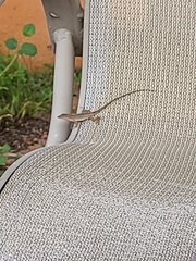 Anolis sagrei