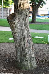 Carya illinoinensis