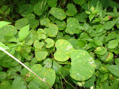 Pseudocercospora