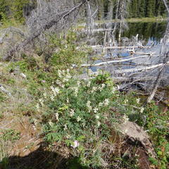 Astragalus williamsii