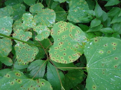 Pseudocercospora