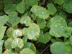 Pseudocercospora