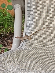 Anolis sagrei