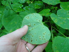 Pseudocercospora