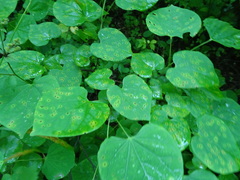 Pseudocercospora