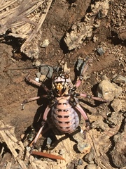 Cyphoderris monstrosa