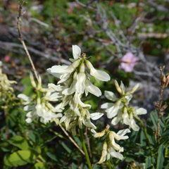 Astragalus williamsii