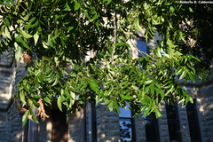 Carya illinoinensis