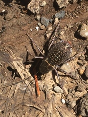 Cyphoderris monstrosa