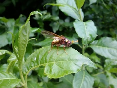 Cimbex quadrimaculatus