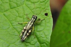 Melanoplus viridipes