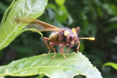 Cimbex quadrimaculatus