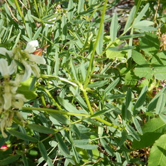 Astragalus williamsii