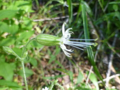 Silene lemmonii