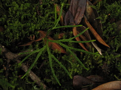 Diphasiastrum thyoides