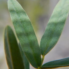 Astragalus williamsii