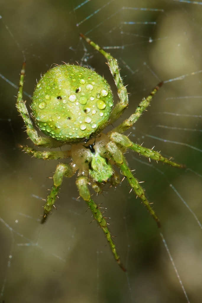 Cryptic Orbweavers