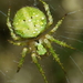 Cryptic Orbweavers - Photo (c) Uwe Schneehagen, some rights reserved (CC BY-SA), uploaded by Uwe Schneehagen