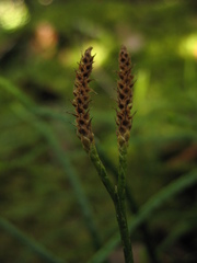 Diphasiastrum thyoides