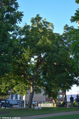 Carya illinoinensis