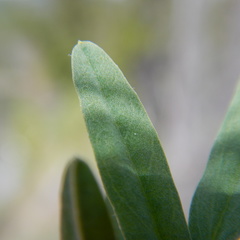 Astragalus williamsii