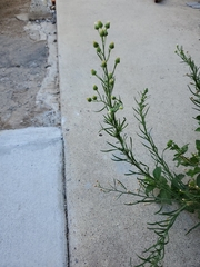 Erigeron bonariensis