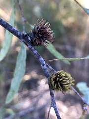 Apiomorpha excupula